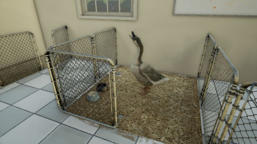 SWAN00_animal-doctor-.jpg